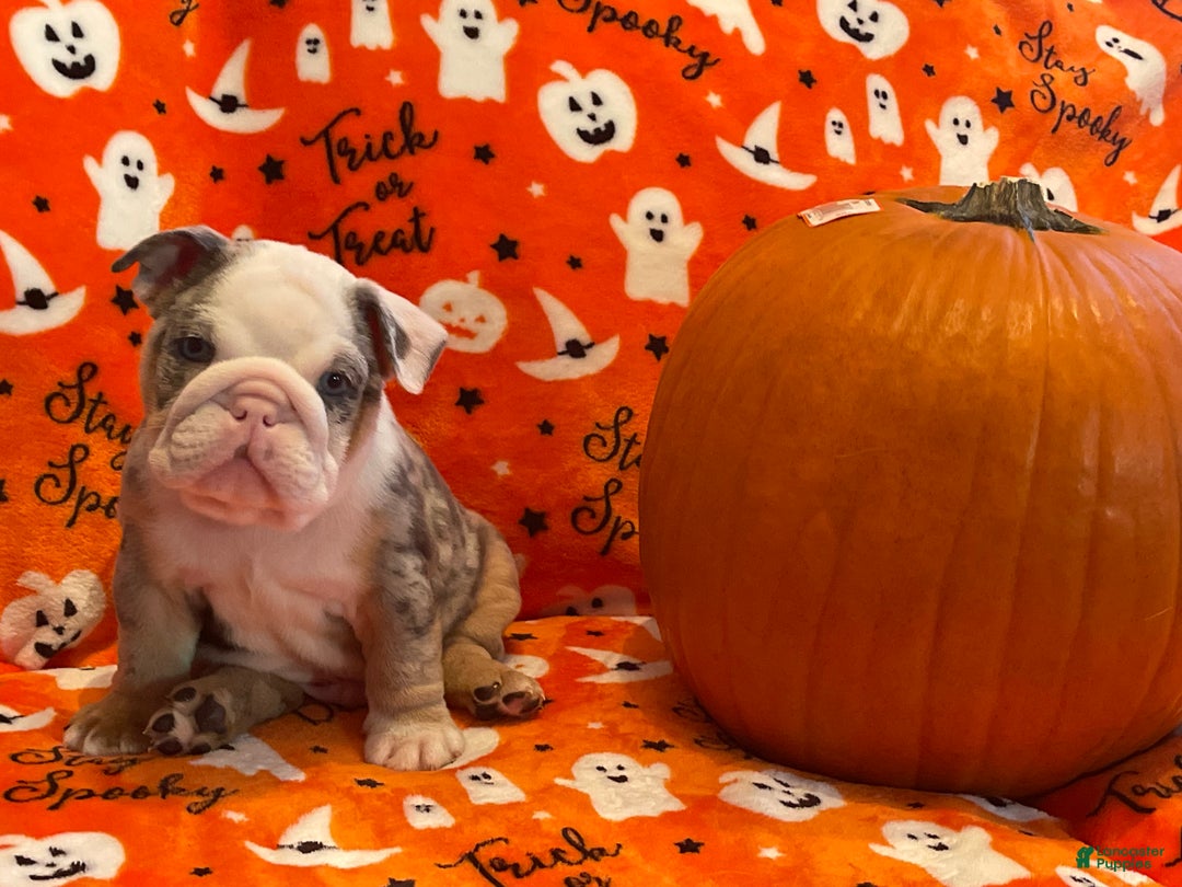English Bulldog dogs for sale: English Bulldog Puppy 5 - Ad 4