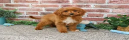 Cavapoo dogs for sale: Beau - Ad 5
