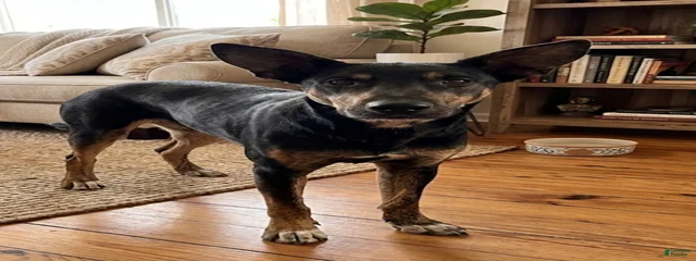 Coated Xolo