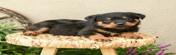 Rottweiler dogs for sale: Remi  - Ad 5