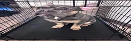 French Bulldog dogs for sale: French Bulldog  - Ad 2