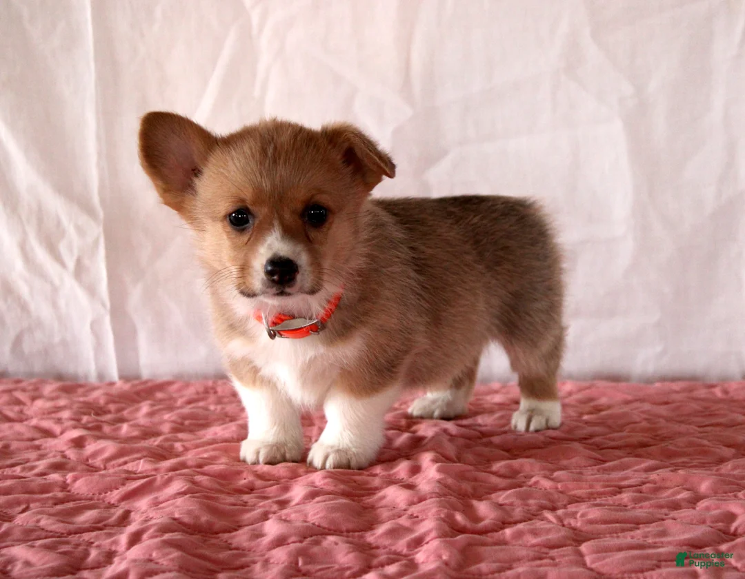 Welsh Corgi Pembroke dogs for sale: Lucy - Ad 3