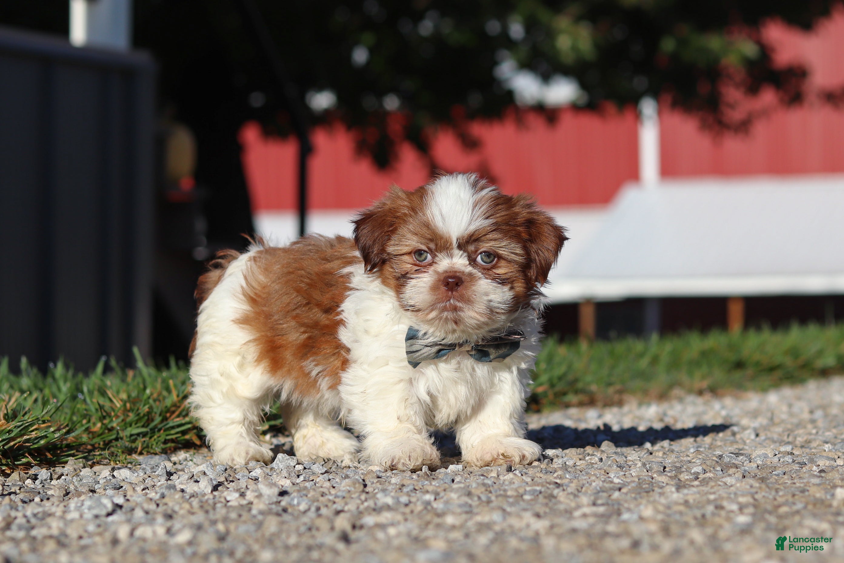 Shih Tzu dogs Micah - Ad 2