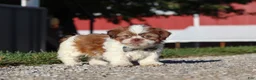Shih Tzu dogs for sale: Micah - Ad 2