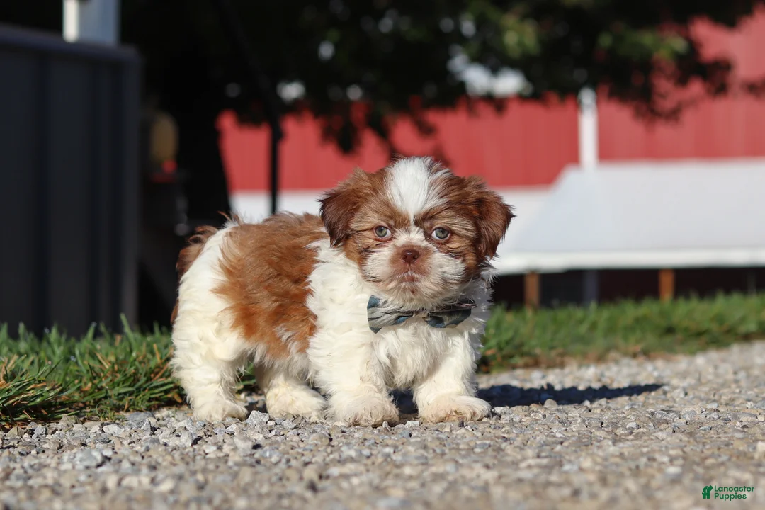 Shih Tzu dogs for sale: Micah - Ad 2