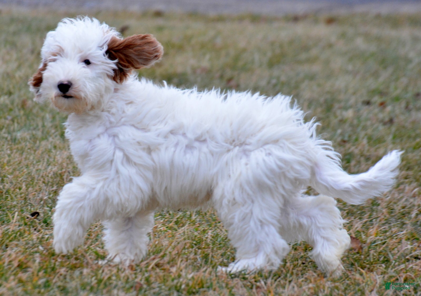 Goldendoodle dogs Dean - Ad 12