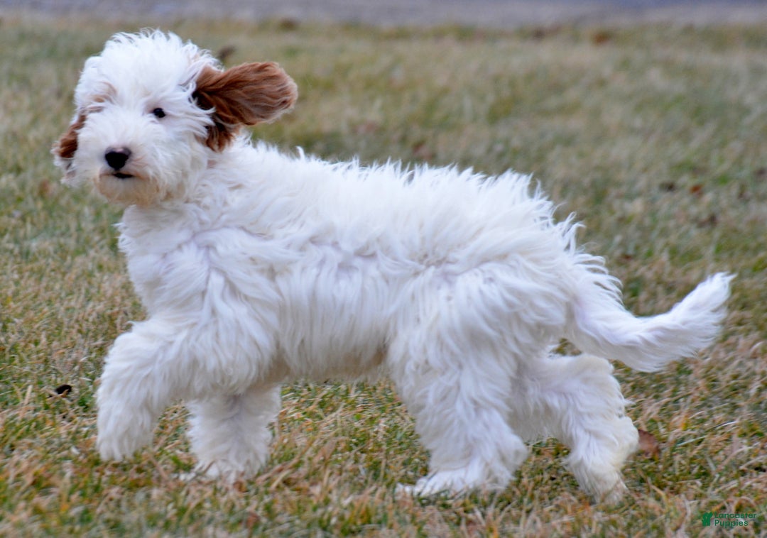 Goldendoodle dogs for sale: Dean - Ad 1