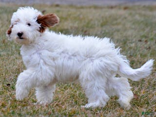 Goldendoodle dogs Dean - Ad 12