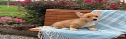 Welsh Corgi Pembroke dogs for sale: Jasper - Ad 2