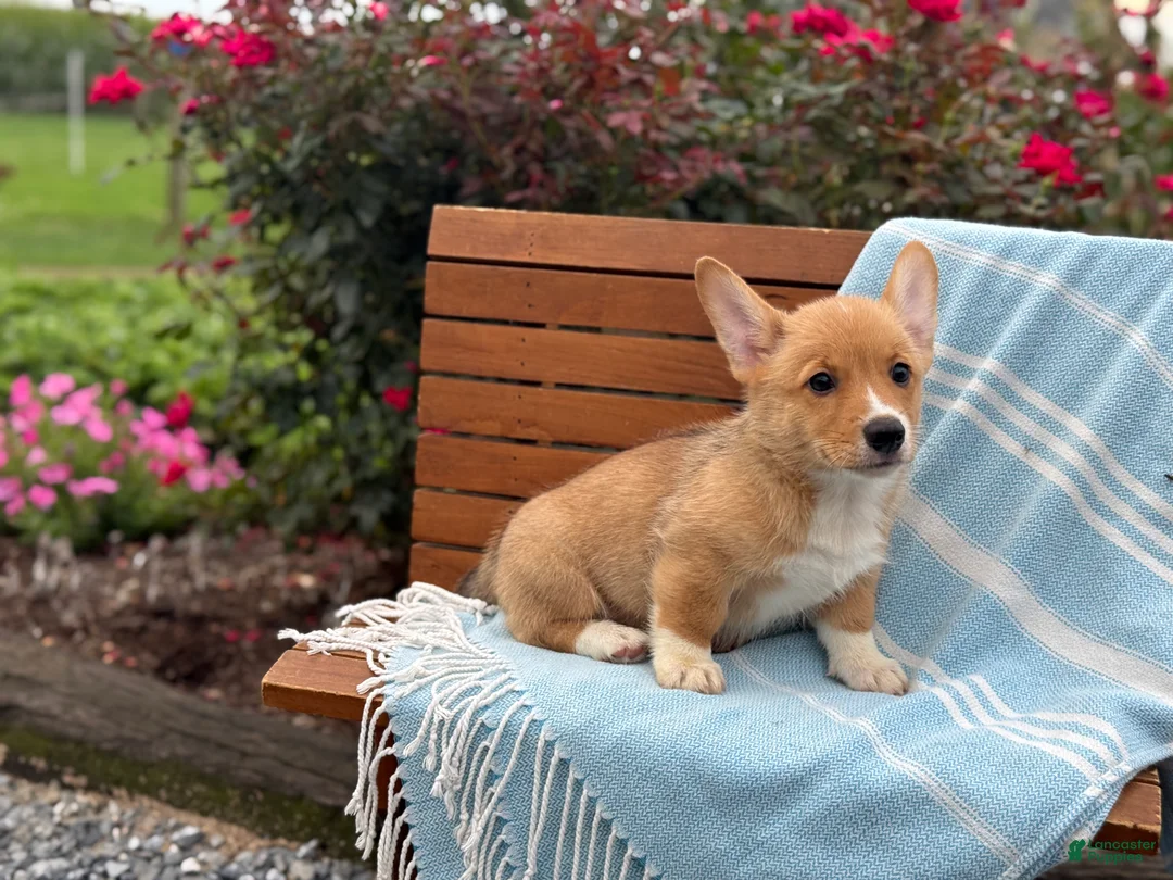Welsh Corgi Pembroke dogs for sale: Jasper - Ad 2