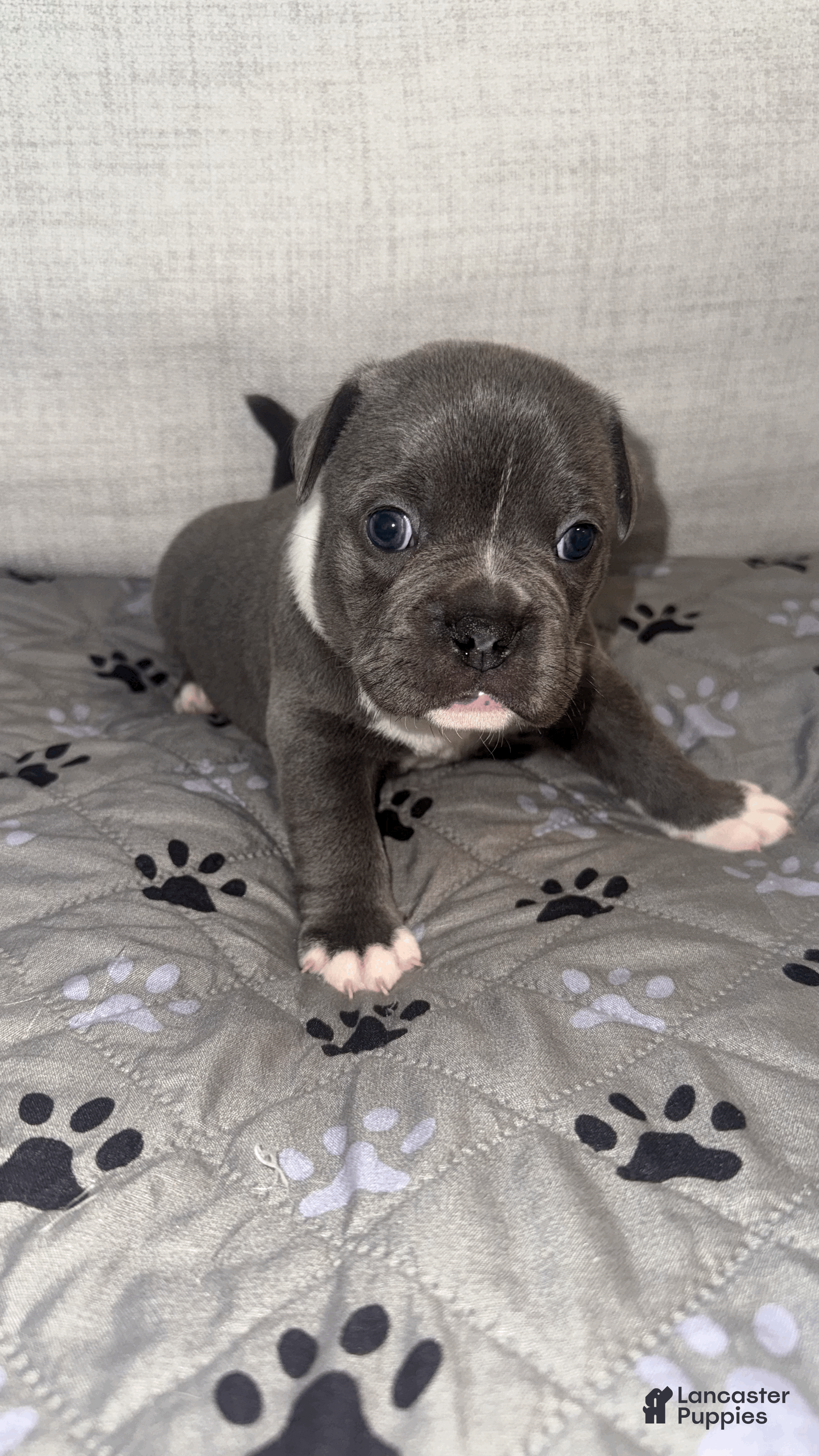 Mixed Breed dogs Blue Micro Bully Male - Ad 15