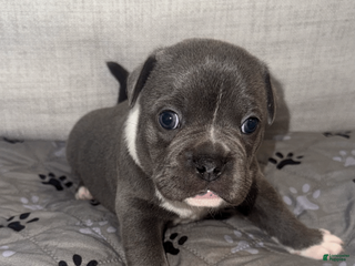 Mixed Breed dogs Blue Micro Bully Male - Ad 15