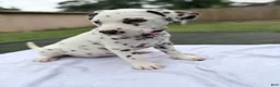 Dalmatian dogs for sale: Hazel - Ad 2