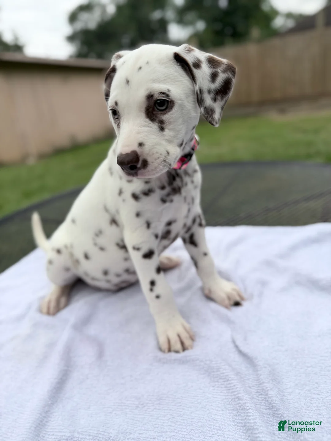 Dalmatian dogs for sale: Hazel - Ad 2