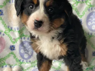 Bernese Mountain Dog dogs Dolly - Ad 3