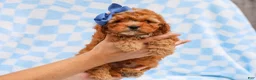 Cavapoo dogs for sale: Ross Cavapoo Pup - Ad 4