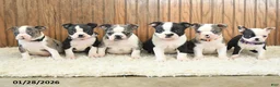 Boston Terrier dogs for sale: Misha - Ad 5
