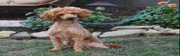 Cavapoo dogs for sale: Ace - Ad 10