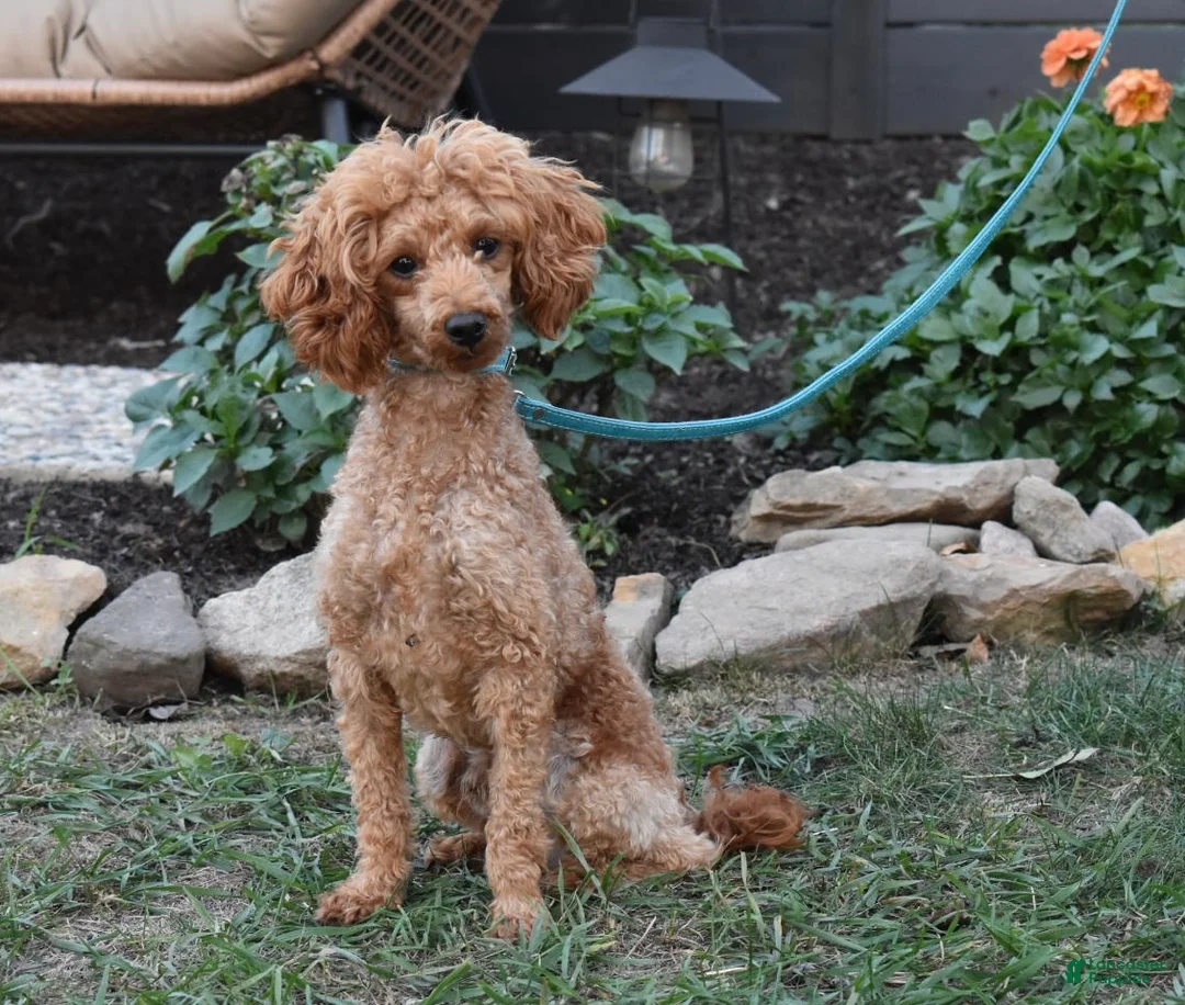 Cavapoo dogs for sale: Ace - Ad 10
