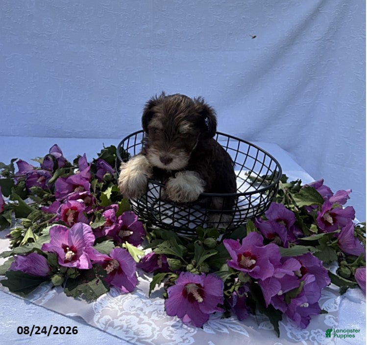 Miniature Schnauzer dogs Harvey - Ad 1
