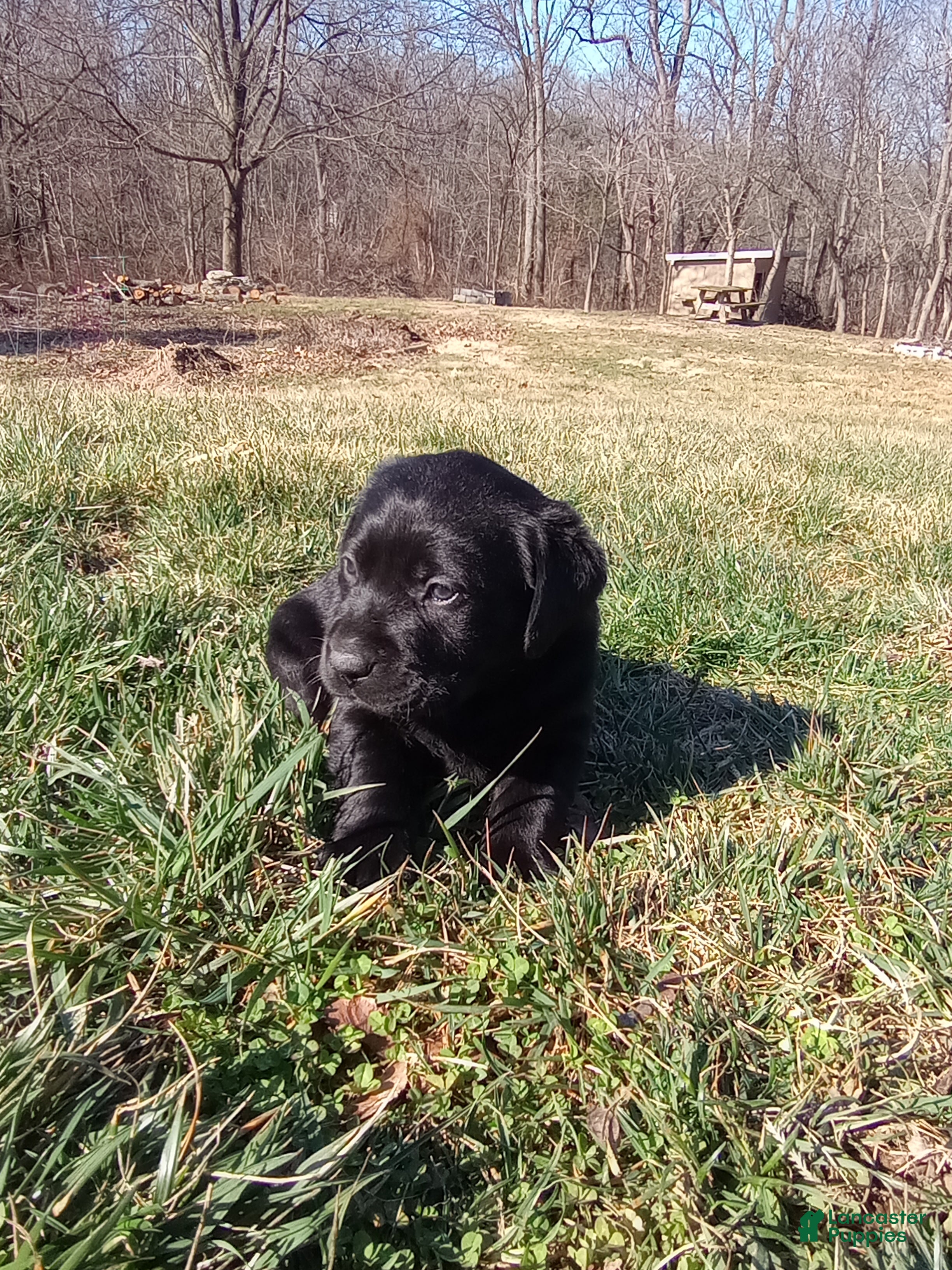 Labrador Retriever dogs Sadie Jane - Ad 2