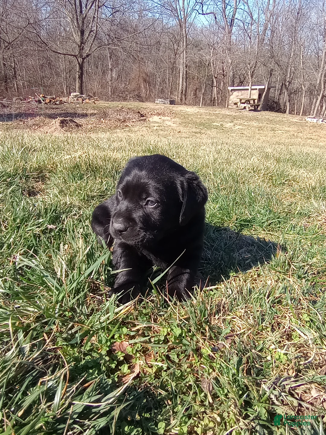 Labrador Retriever dogs for sale: Sadie Jane - Ad 2