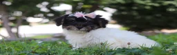 Yorkiepoo dogs for sale: Callie - Ad 4