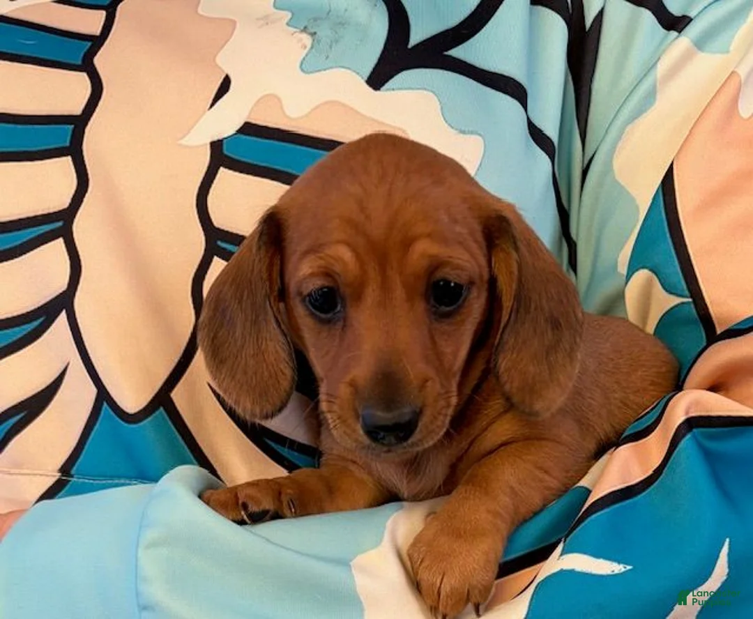 Dachshund dogs for sale: Dachshund Puppy 2 - Ad 1