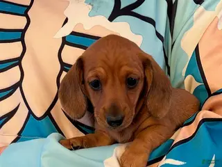 Dachshund dogs Dachshund Puppy 2 - Ad 31