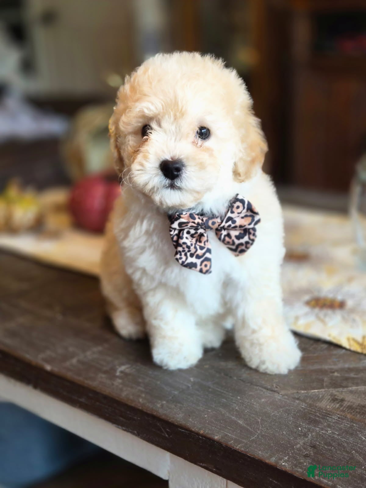 Bentley (Maltipoo, Male) in Lafayette, IN