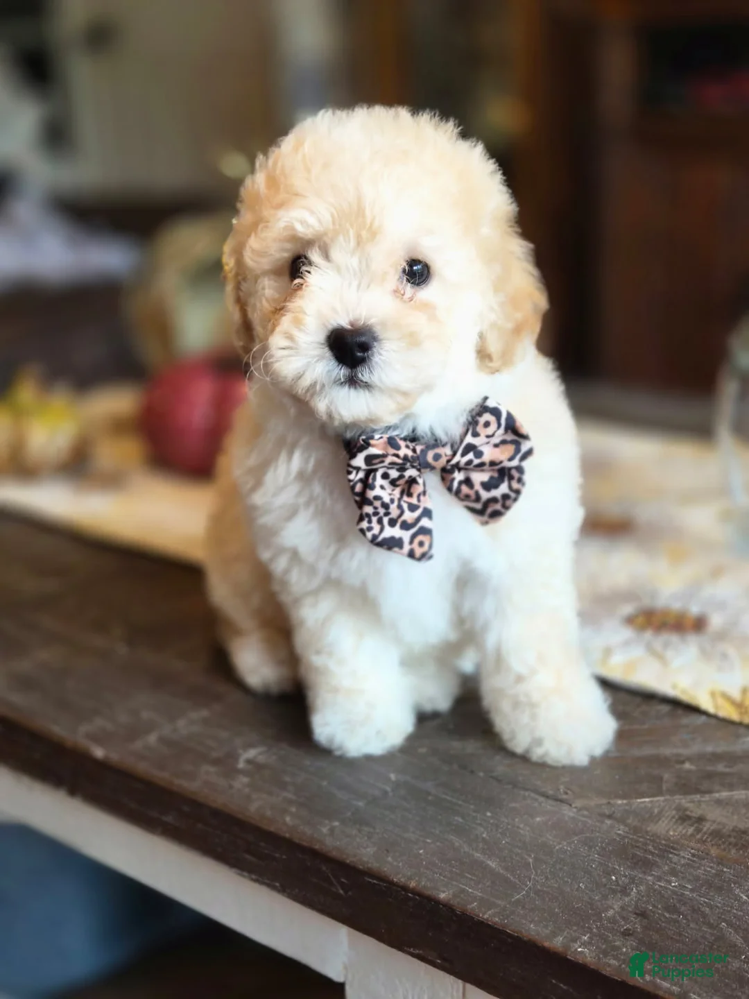 Maltipoo dogs for sale: Bentley - Ad 1