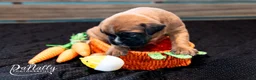 Boxer dogs for sale: Boxer Puppy 3 - Ad 2