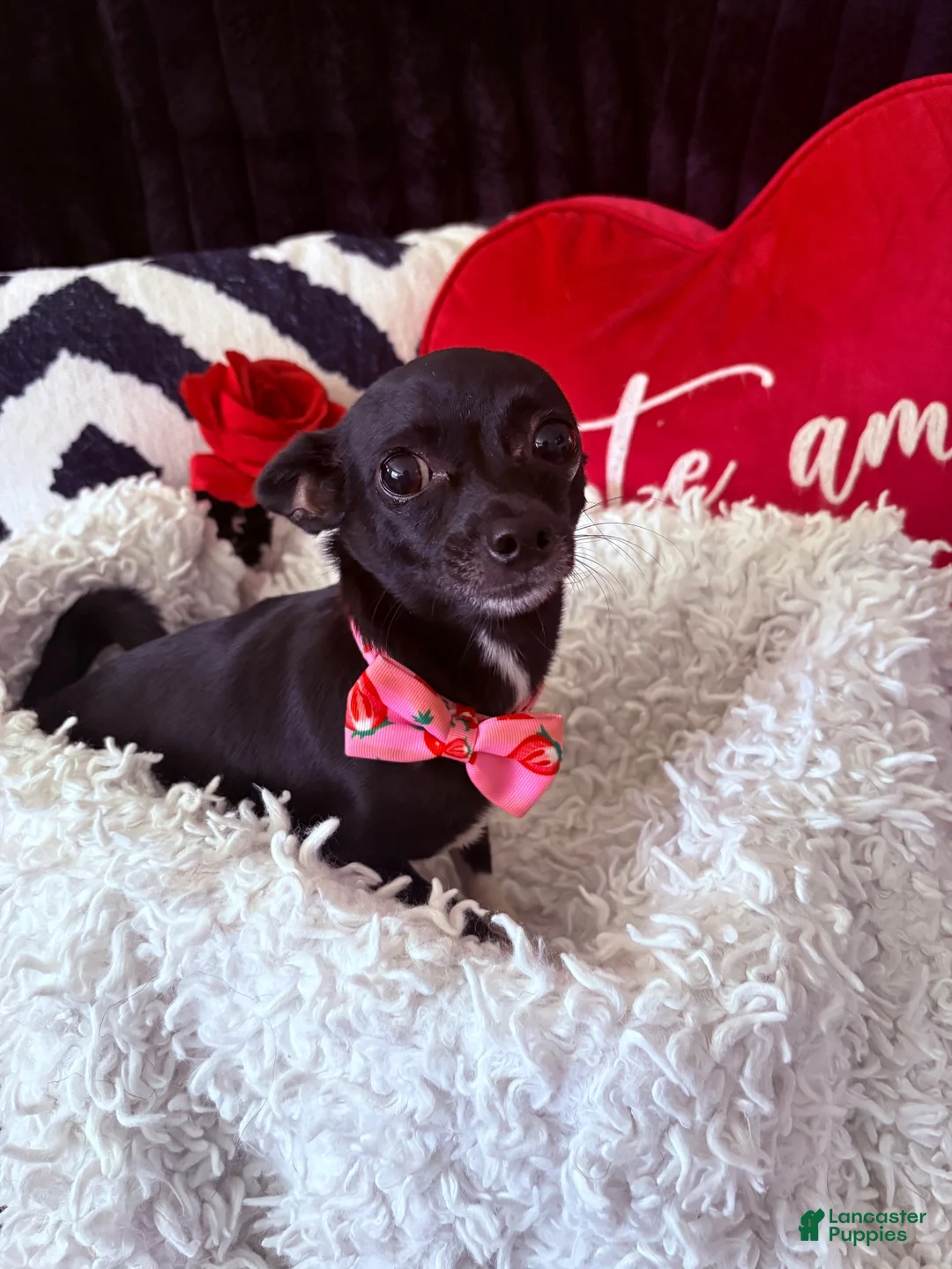 Chihuahua dogs for sale: Chihuahua 2 - Ad 2