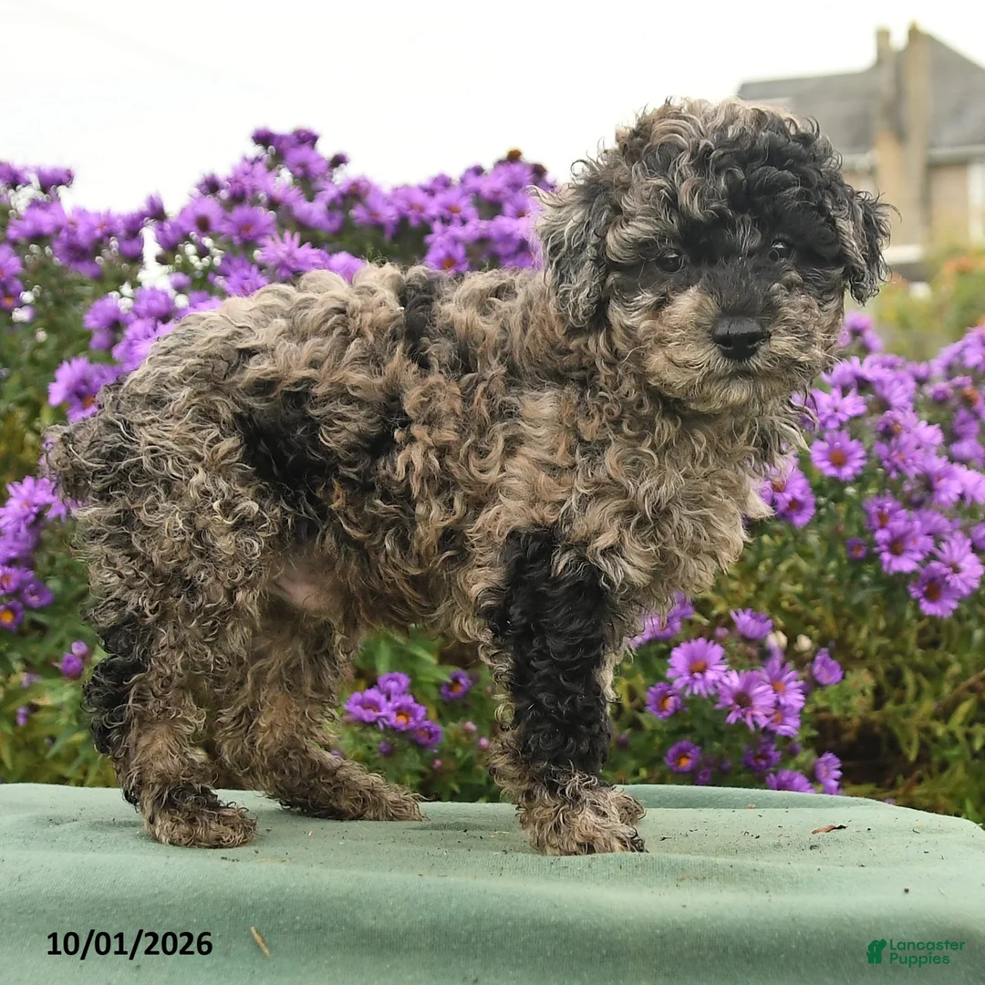 Cavapoo dogs for sale: Hooch - Ad 2