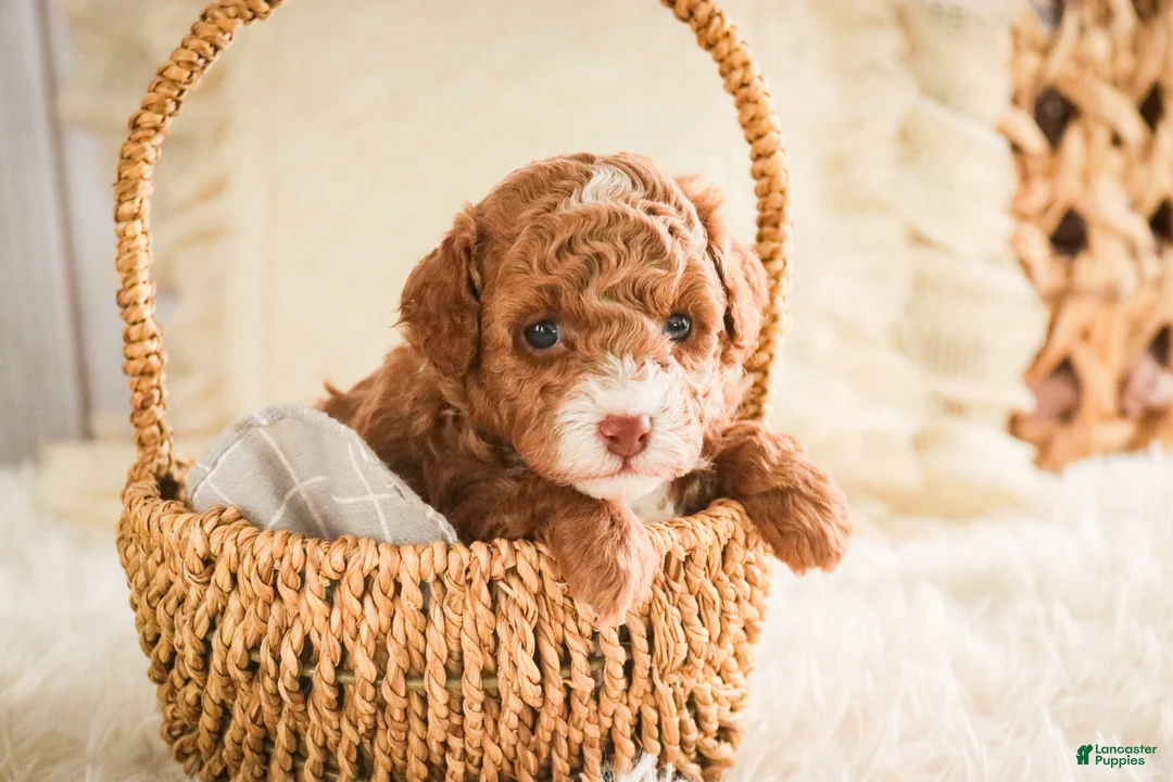 Miniature Poodle dogs for sale: Elenor - Ad 2