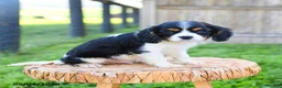 Cavalier King Charles Spaniel dogs for sale: Freddie - Ad 3