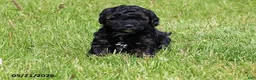 Miniature Poodle dogs for sale: Max - Ad 8