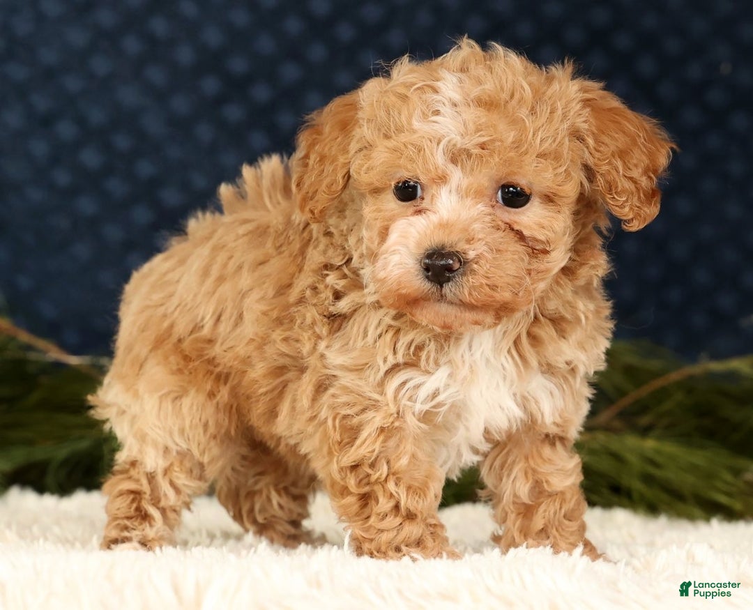 Havapoo dogs for sale: Talia - Ad 4