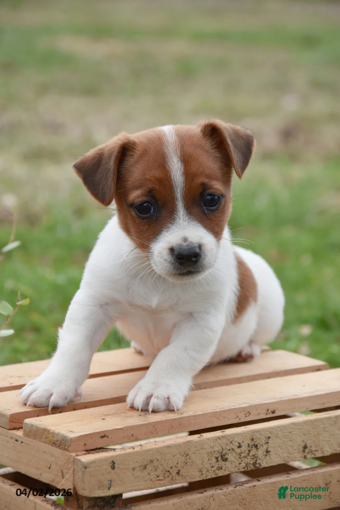 Jack Russell Terrier dogs for sale: Danny - Ad 1