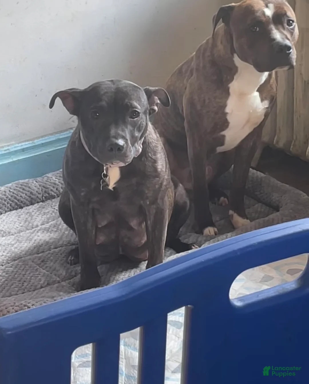 American Pit Bull Terrier dogs for sale: Nina  - Ad 2