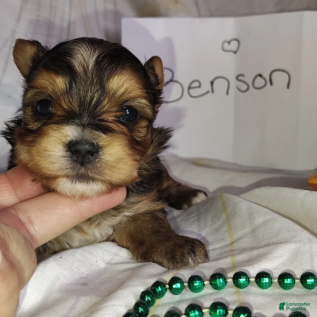 Yorkshire Terrier dogs for sale: Benson - Ad 5