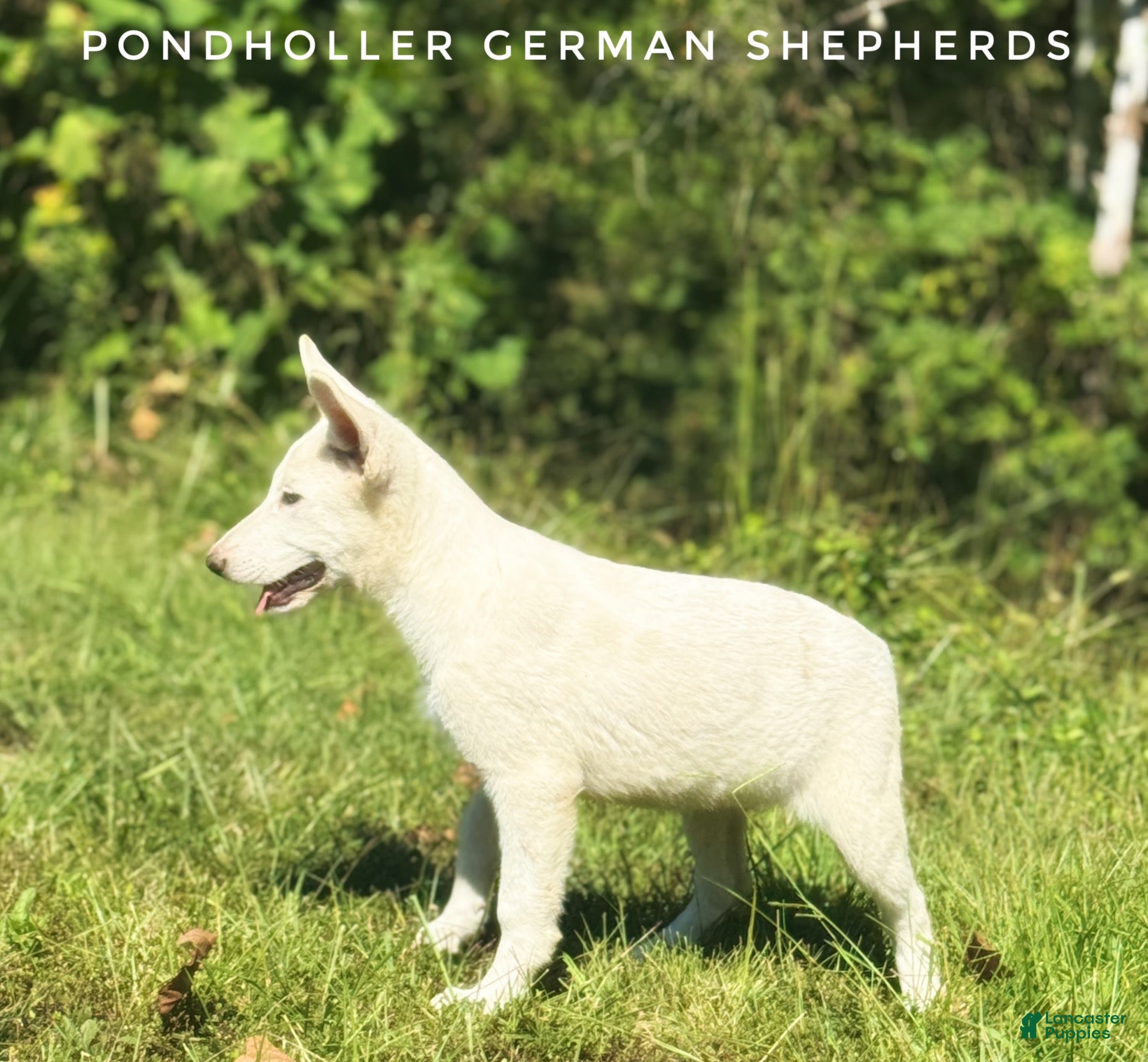 German Shepherd dogs for sale: German Shepherd 2 - Ad 39