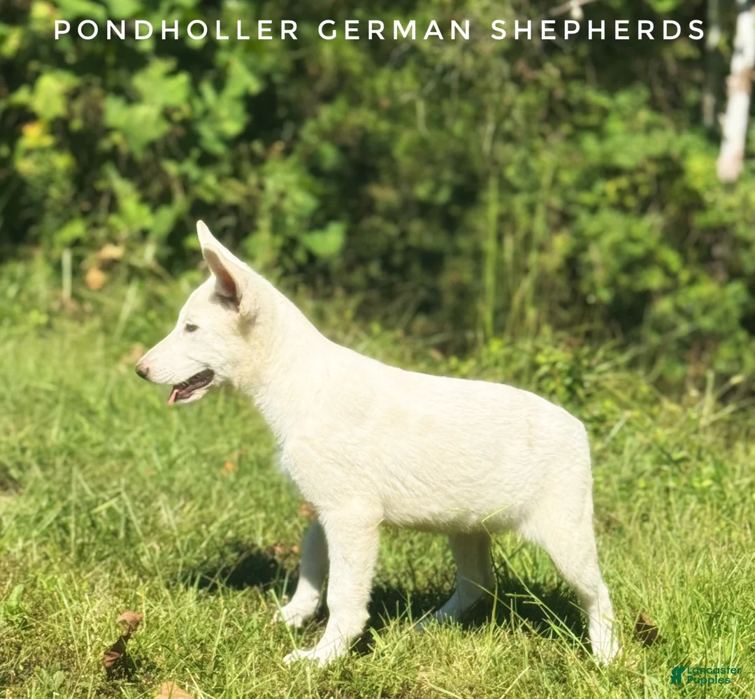 German Shepherd dogs for sale: German Shepherd 2 - Ad 1