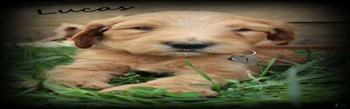Lucas