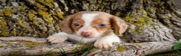 Dachshund dogs for sale: Vienna - Ad 3