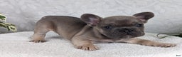 French Bulldog dogs for sale: Sam - Ad 2
