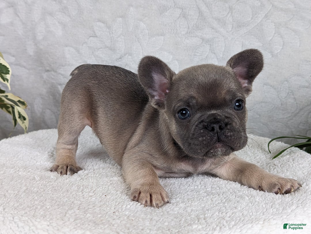 French Bulldog dogs for sale: Sam - Ad 2