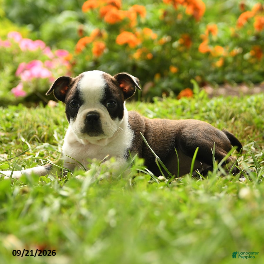 Boston Terrier dogs Chiamaka - Ad 2