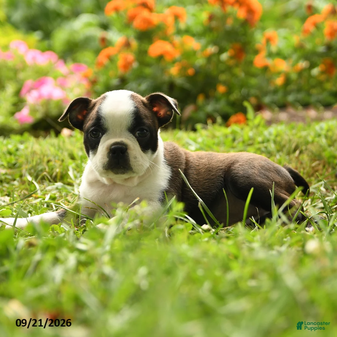 Boston Terrier dogs for sale: Chiamaka - Ad 2