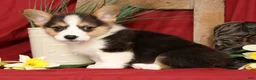 Welsh Corgi Pembroke dogs for sale: Danny Genetic Clear - Ad 8